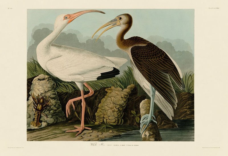 White Ibis, John James Audubon, Wall Art Print Poster 11″ x 14″ 40780