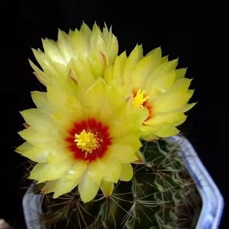 Thelocactus Setispinus Anderson, Live Cactus Plants,Rare Plants