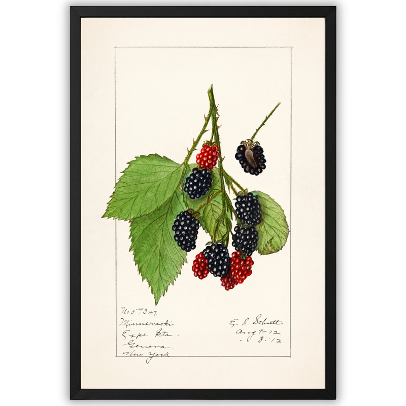 Vintage Blackberry Botanical Illustration Poster Framed 11×17 Antique Berry Art