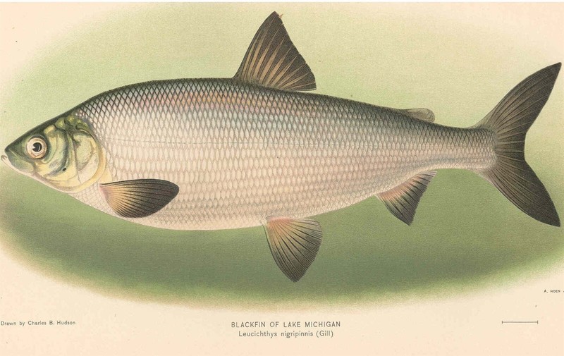 EXTINCT BLACKFIN CISCO FISH GLOSSY POSTER PICTURE PHOTO PRINT BANNER 10045