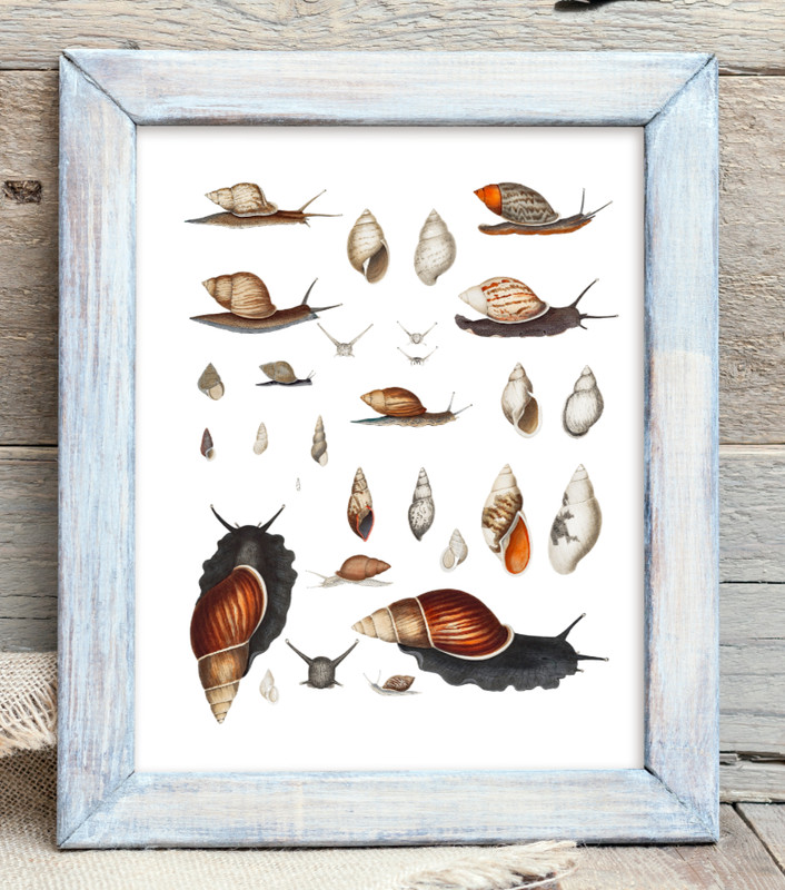 Snails Art Print, Snails Wall Art Decor Print, Botanical Wall Art, Nature Print