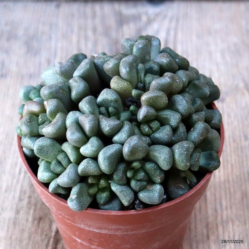 D7600 ALOINOPSIS SCHOONEESII pot8,5-H5,5-W9 cm MaMa Cactus