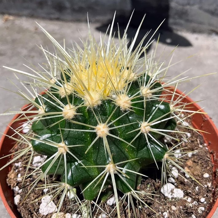Astrophytum asterias Beautiful Raresucculent Garden Plants MIni CaCtus gallery