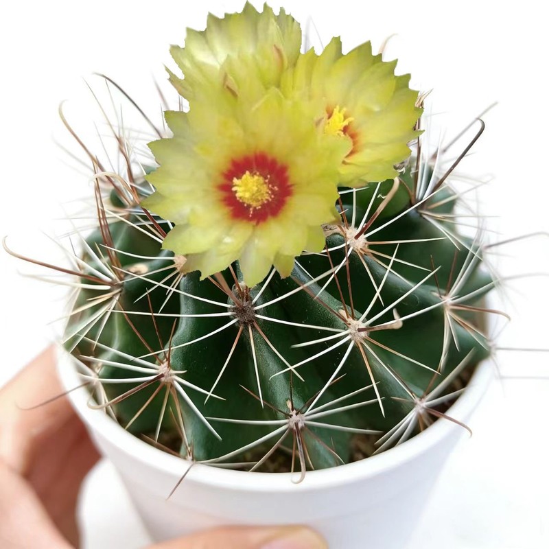 Thelocactus Setispinus Anderson, Live Cactus Plants,Rare Plants gallery