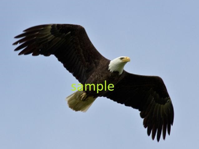 BALD EAGLE #3 REFRIGERATOR LOCKER GLOSSY MAGNET CHRISTMAS MAN CAVE GIFT AMERICA