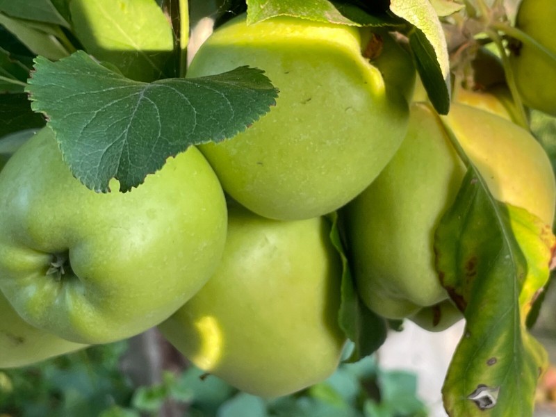 10 LBS of Fresh Anna Apples