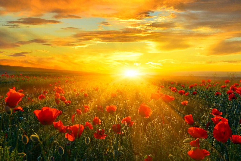 Bright New Day Field of Poppies At Sunrise Photo Art Print Poster 18×12