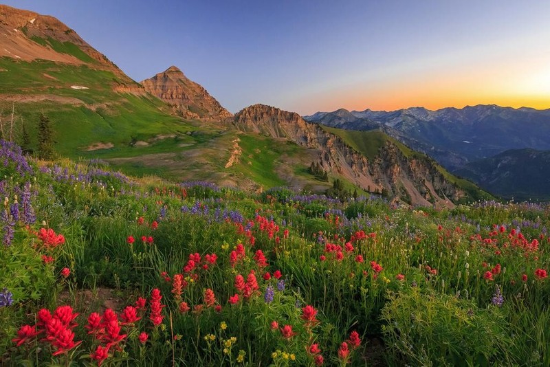Wasatch Mountains Wildflower Dawn Landscape Photo Poster 16×24