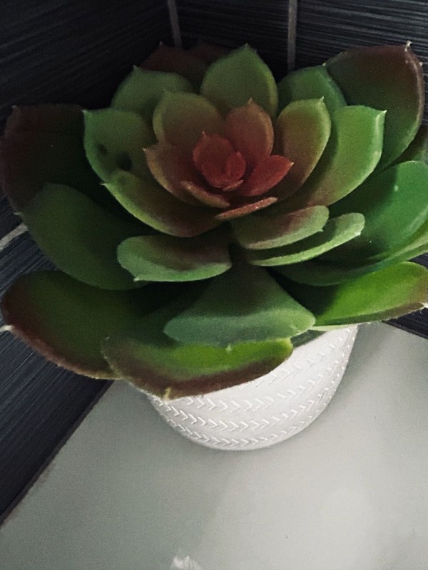 Artificial Green and Red Echeveria Succulent in Chevron Ceramic Pot