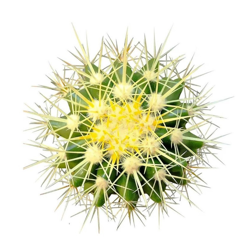 Astrophytum asterias Beautiful Raresucculent Garden Plants MIni CaCtus gallery