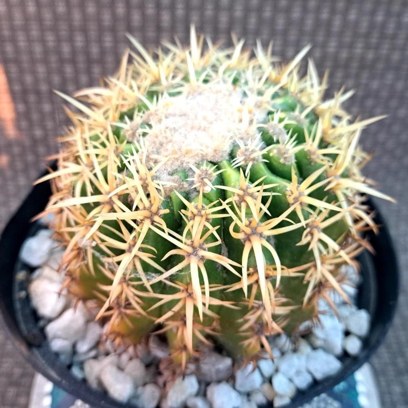 Astrophytum asterias Beautiful Raresucculent Garden Plants MIni CaCtus gallery
