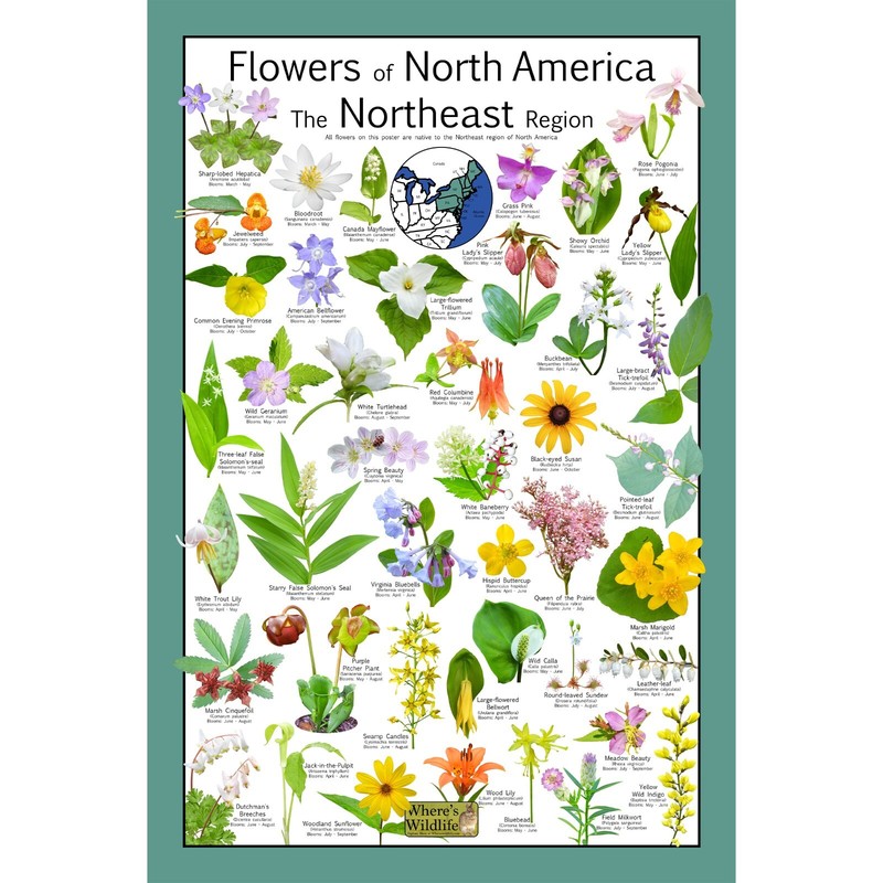 Flowers of North America the Northeast Region Poster – Native Wildflower Guide