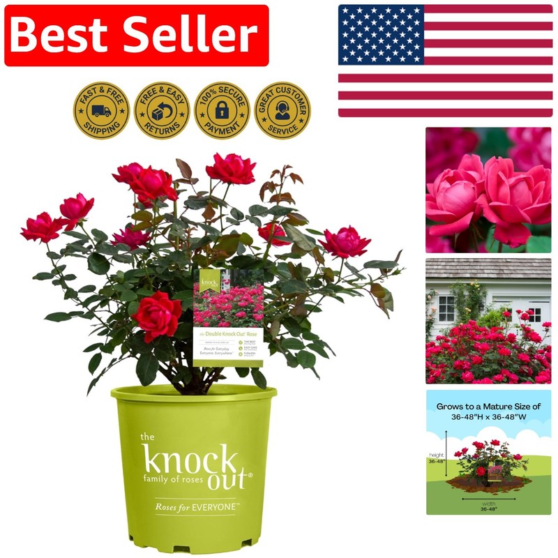 Vibrant Knockout Double Red Rose Plant – Drought Tolerant & Rebloomer, 48″ Tall