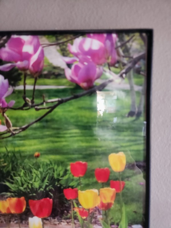 Beautiful Print of Tulips in a MCS Industries Picture Frame • 10⅛"×8⅛" gallery