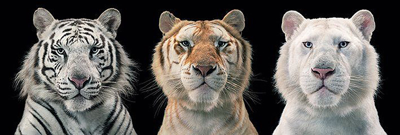 Tiger collage Poster Tim Flach 91,5 x 30,5 cm