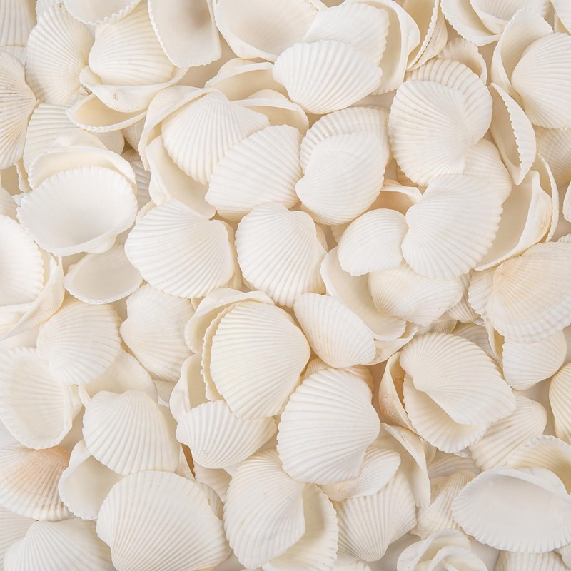 WeDoSoy Natural Tiny Sea Shells Small, 0.8-1.2 Inch