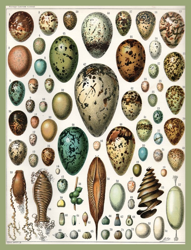 8335.Decoration Poster.Home Room wall design art print.Eggs Science decorative