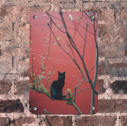 Black Kitten Cat Cherry Blossom Tree Brand Spring Metal Wall Art Sign 8×12