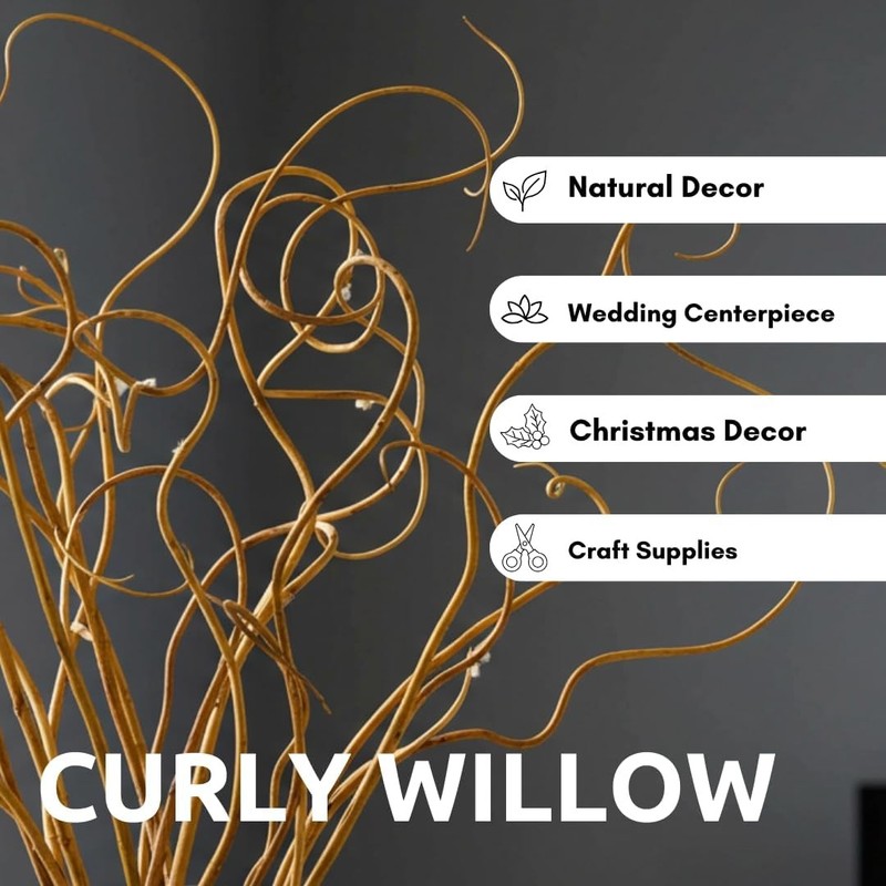 Natural Curly Willow Branches for Decor 16-24 Inches Long - Wedding gallery