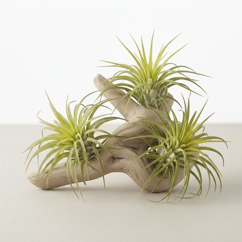 Artificial Air Plant Set of 3 Real Touch Faux Tillandsia Plants Small Faux Air P gallery