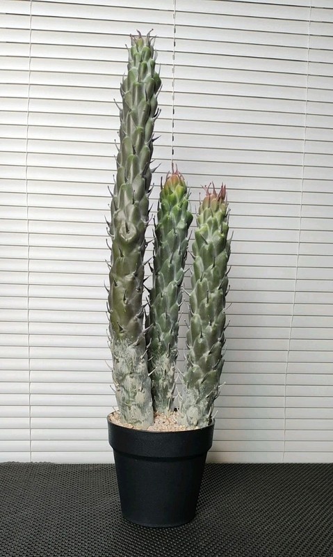 22" Succulent Cactus Realistic Artificial Plant Home Office Decor Brand New gallery