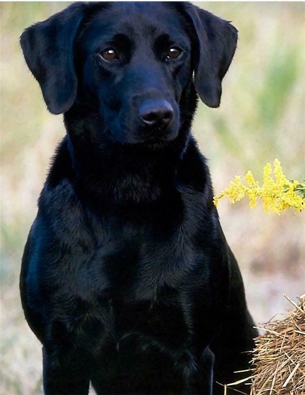 BLACK LABRADOR RETRIEVER GLOSSY POSTER PICTURE PHOTO chocolate dog puppy 509