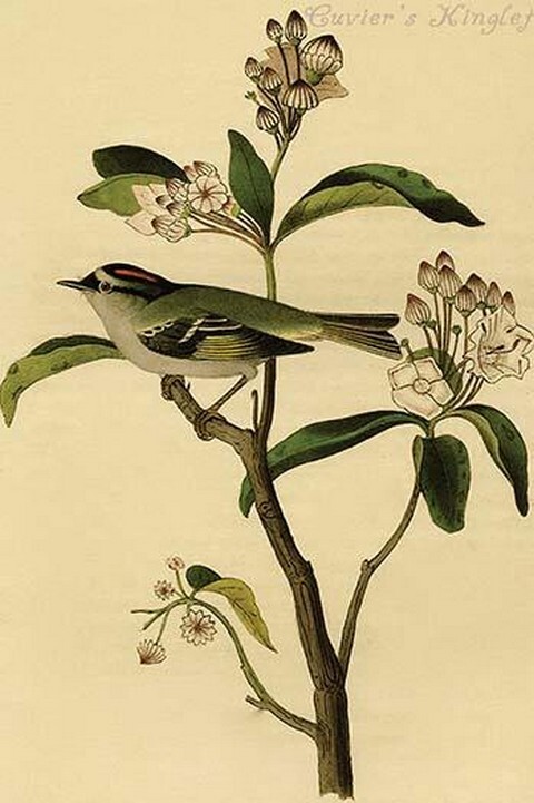 Cuvier’s Kinglet by John James Audubon – Art Print