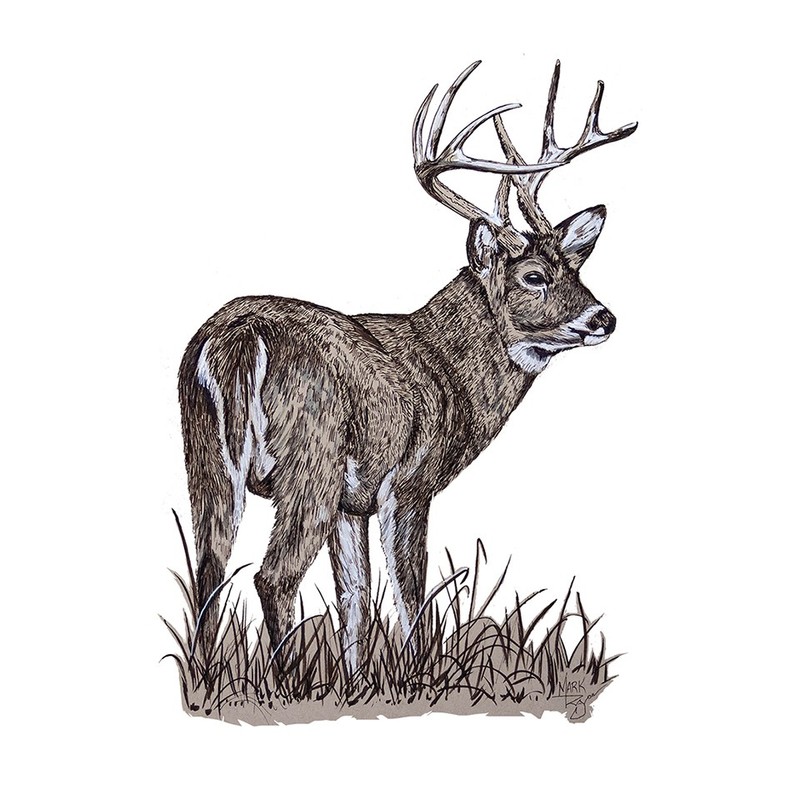 White Tail Buck Printed Vinyl Decal for Car Truck SUV RV