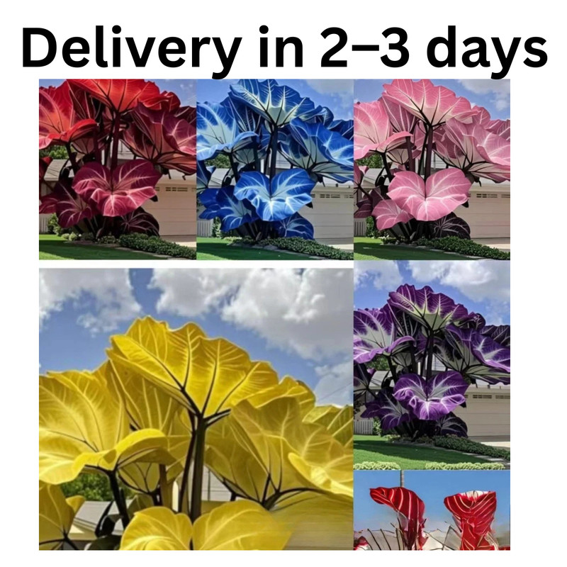 Share 100 Pcs Mixed Colocasia Seeds for Planting,Grow Easily Elephant Ears Plant