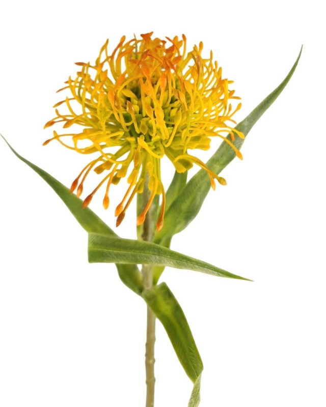 Artificial Yellow Orange Pincushion Protea Stem | Faux Leucospermum Flower | Tro