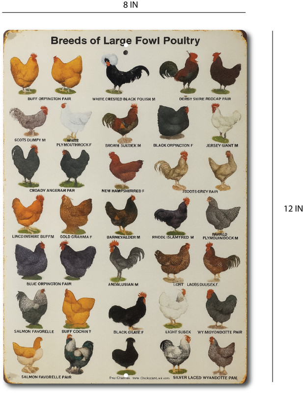 Funny Chicken Breed Coop Sign 8×12 Metal Rustic Farm Rooster Chart Decor