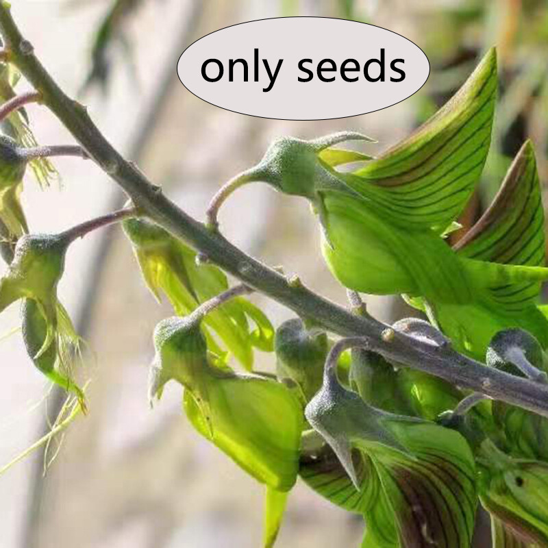 Regal Birdflower, 10 seeds Heirloom & OP seeds, non-GMO seeds