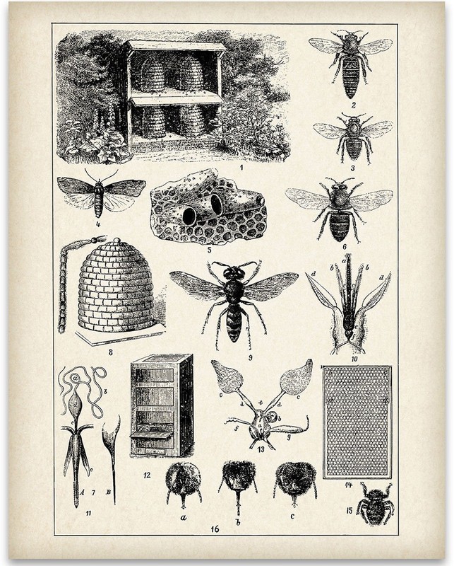 Bee Keepers Chart - 11x14 Unframed Art Print - Great Gift for Beekeepers