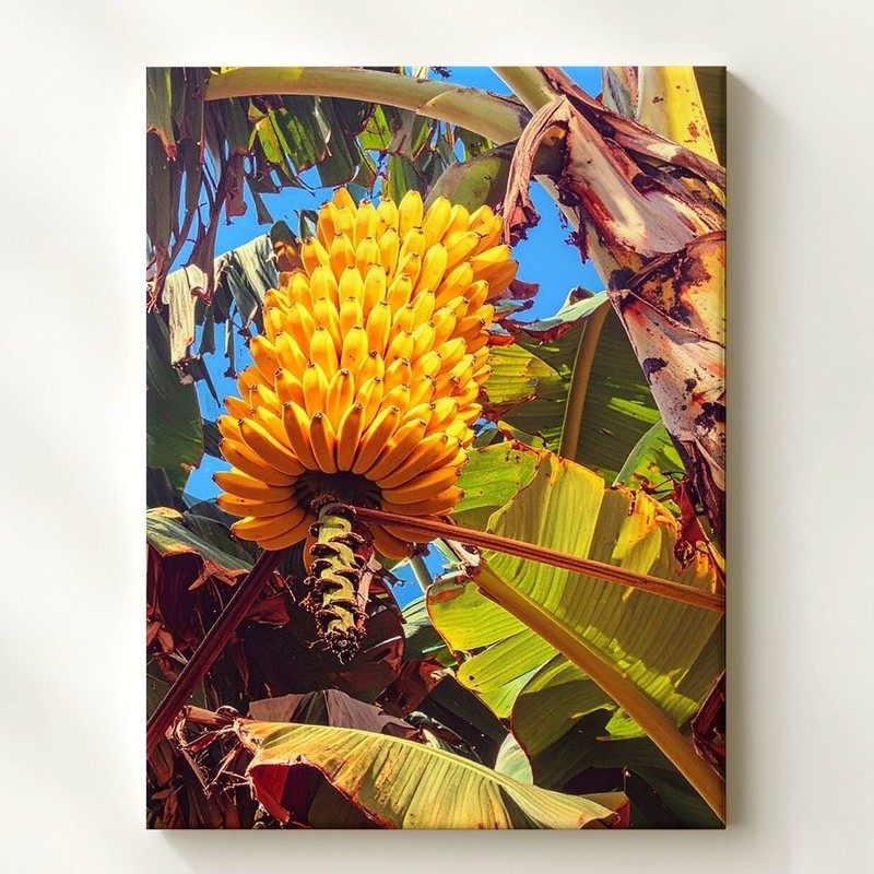 Tropical Banana Flower Canvasvibrant Photography Of Banana Blossom Wall Art