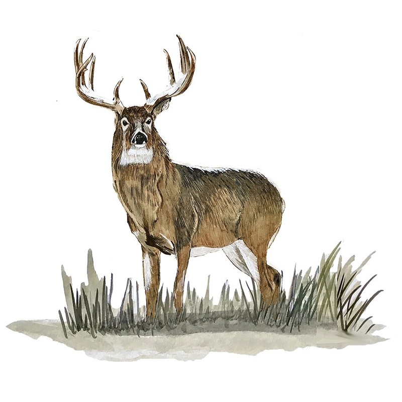 White Tail Buck Printed Vinyl Decal Sticker – Auto Car Truck SUV RV