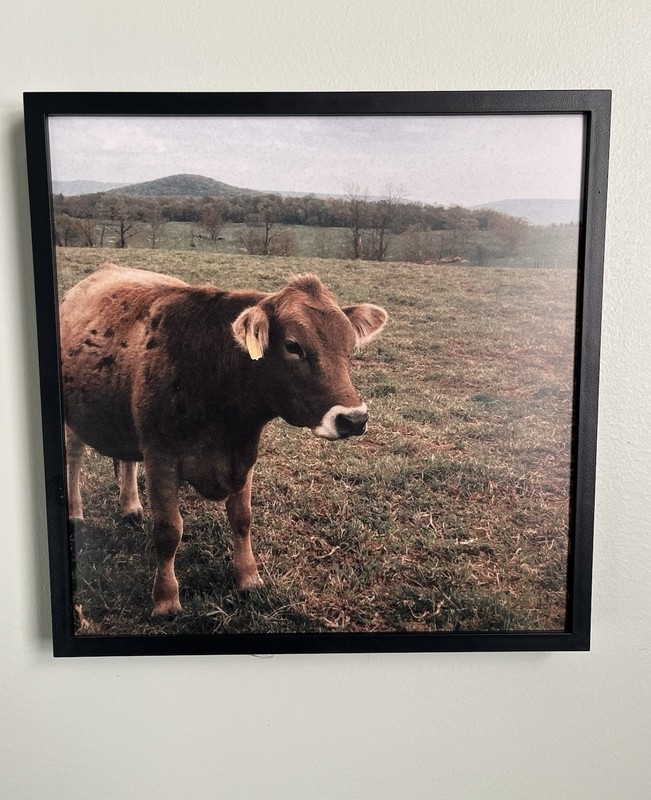 Mixtile Print of Cow “Brown Sugar #2”