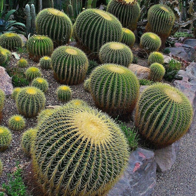 Astrophytum asterias Beautiful Raresucculent Garden Plants MIni CaCtus gallery