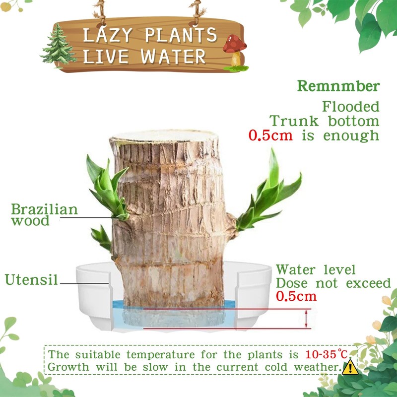 JJWYLTKB Brazilian Lucky Wood Plant,Fortune Brazil Potted Plant Brown gallery