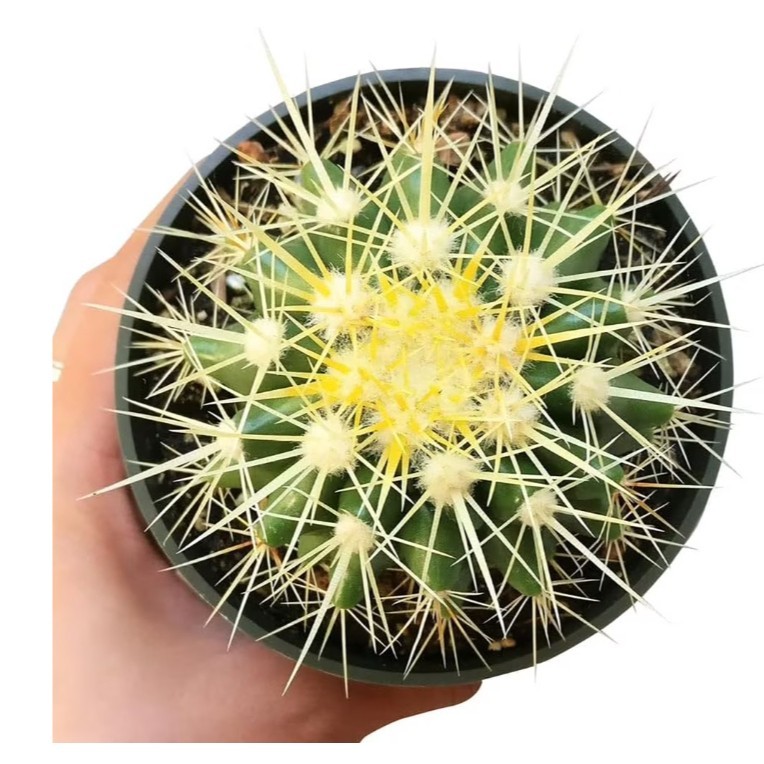 Astrophytum asterias Beautiful Raresucculent Garden Plants MIni CaCtus gallery