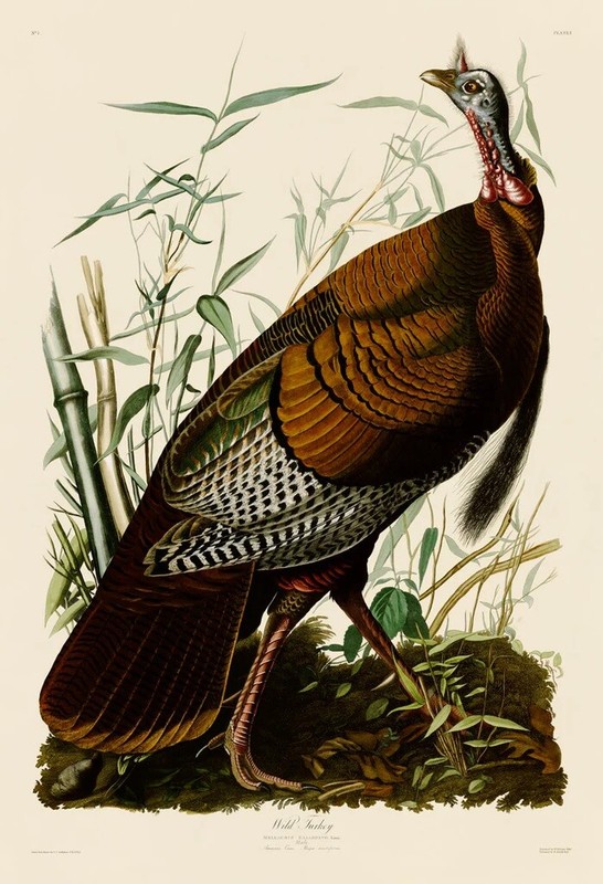 Wild Turkey I, John James Audubon, Wall Decor Art Print Poster 14″ x 11″ 40739
