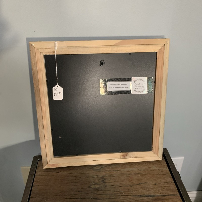 Beautiful, Totally Unique Fossil-Embellished Picture Frame gallery