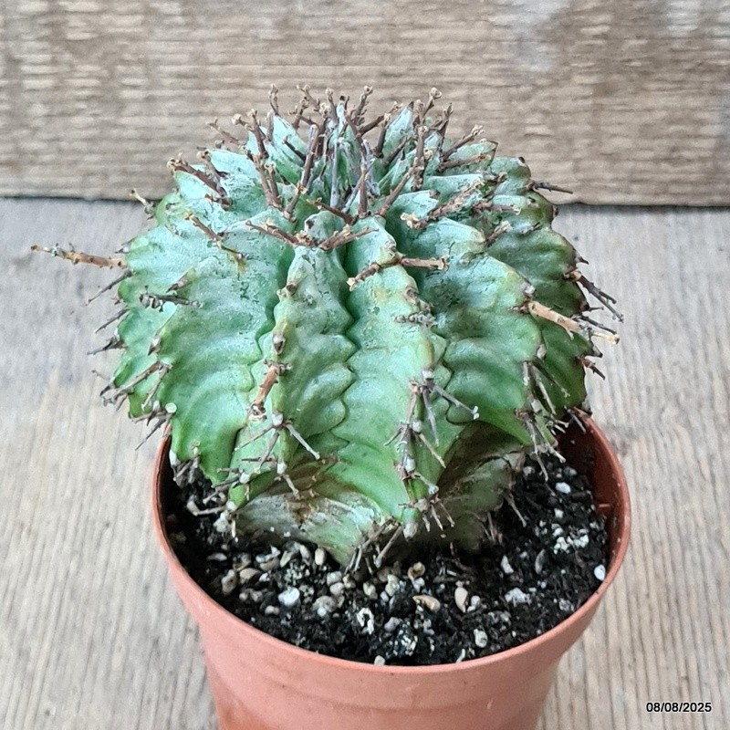 D5795 EUPHORBIA HORRIDA SNOWFLAKE pot8,5-H9-W9 cm MaMa Cactus gallery