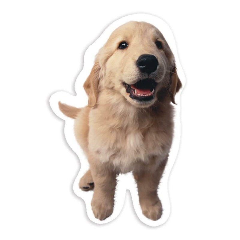 Gift Sticker : Golden Retriever Dog Pet Animal Puppy Canine Pets Dogs