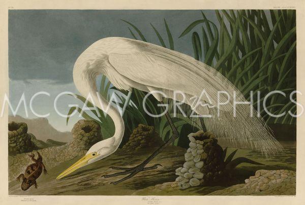 White Heron, John James Audubon, Wall Art Print Poster 11″ x 14″ 40464