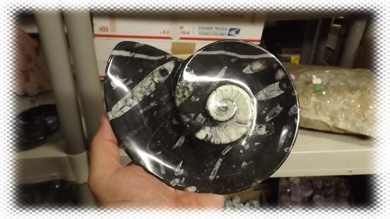 Polished Ammonite and Orthoceras Fossil Spiral Plate (7″in)