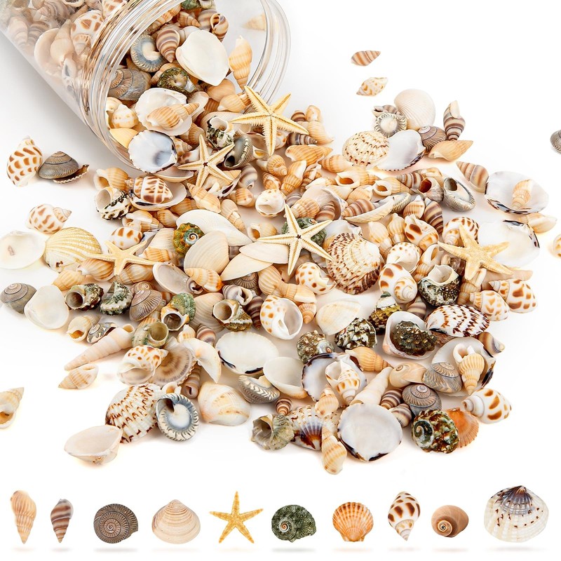 Tiny Sea Shells & 6 Starfish Decor Mixed Ocean Beach Spiral Seashells White