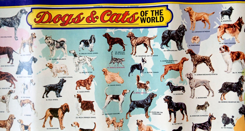 DOGS AND CATS OF THE WORLD 1973 PICTORIAL ART POSTER by Ralston Purina gallery