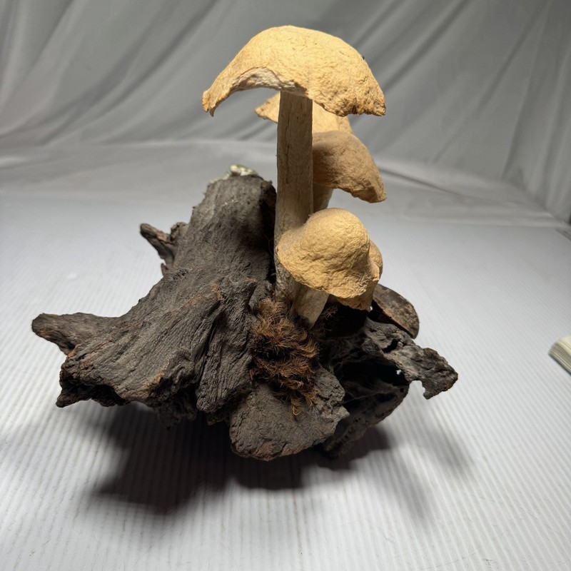Tabletop Centerpiece Mushroom Bundle Botanical Accent Piece Decor Whimsical gallery