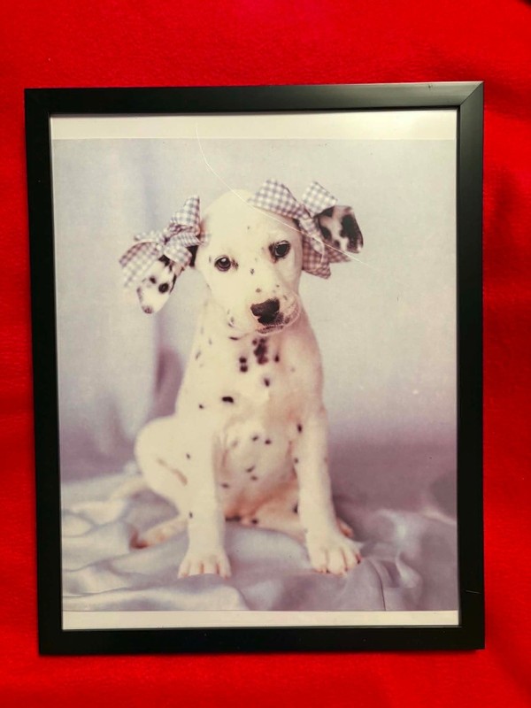 15″x12″ Custom Framed Vintage “Pretty in Bows” Dog Photo Print 9-1/2″x8 1/2″.