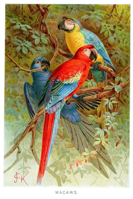 Scarlet Blue Gold Macaws Vintage Illustration Tropical Bluebird Decor Blue Bird